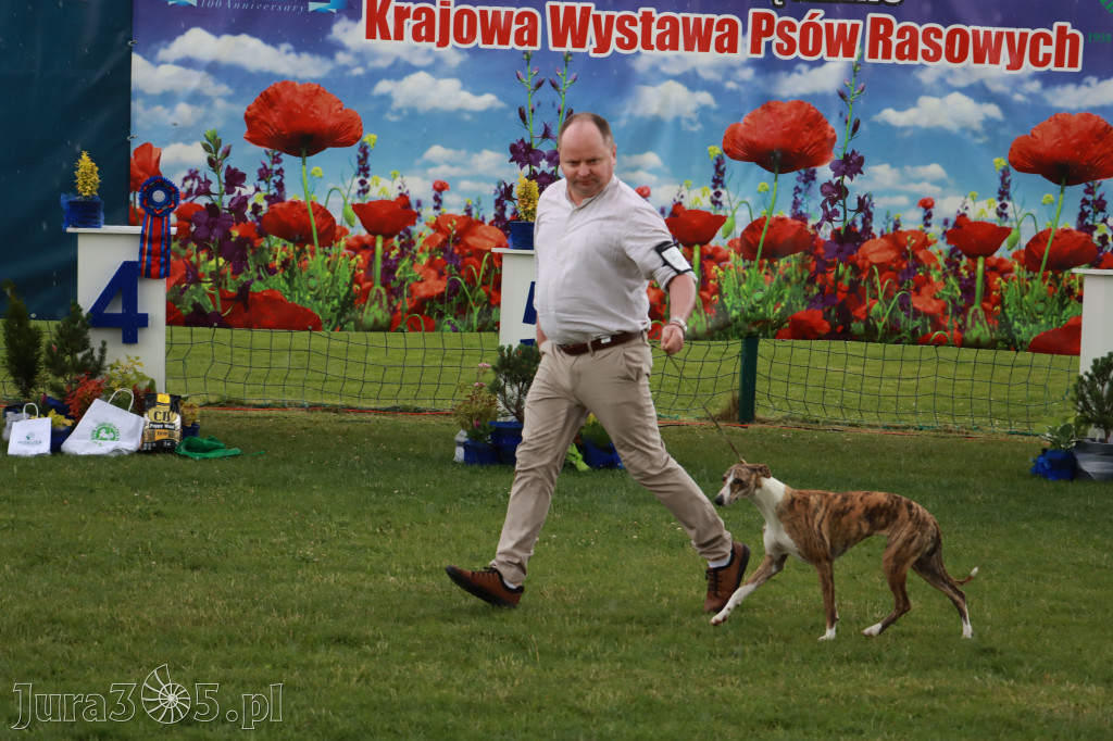 Fotorelacja II: Krajowa Wystawa Psów Rasowych w Gniazdowie Gmina Koziegłowy