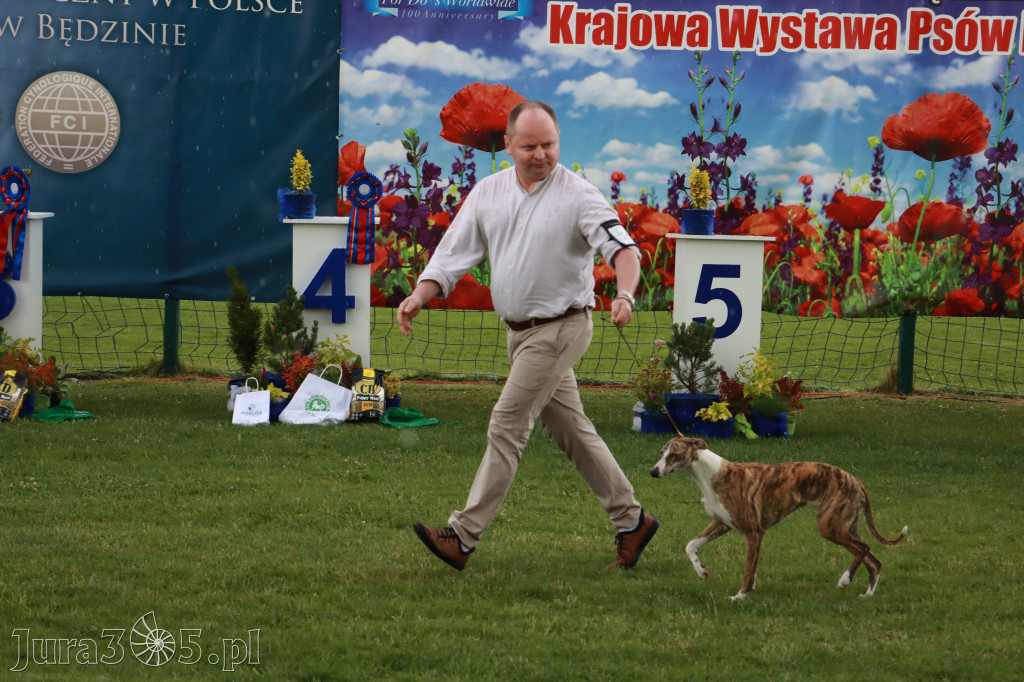 Fotorelacja II: Krajowa Wystawa Psów Rasowych w Gniazdowie Gmina Koziegłowy