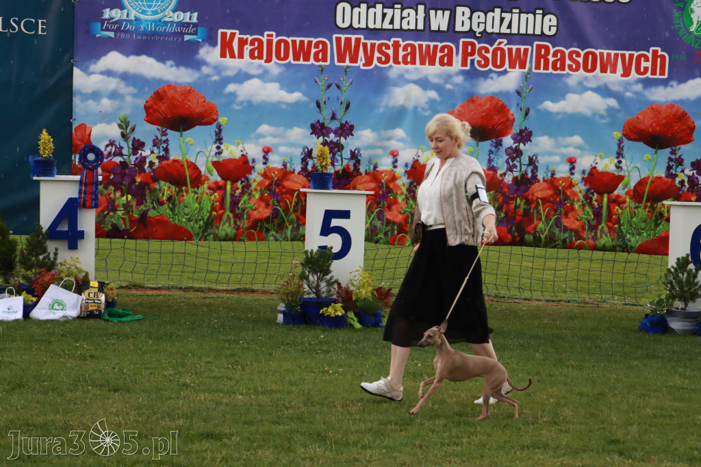 Fotorelacja II: Krajowa Wystawa Psów Rasowych w Gniazdowie Gmina Koziegłowy