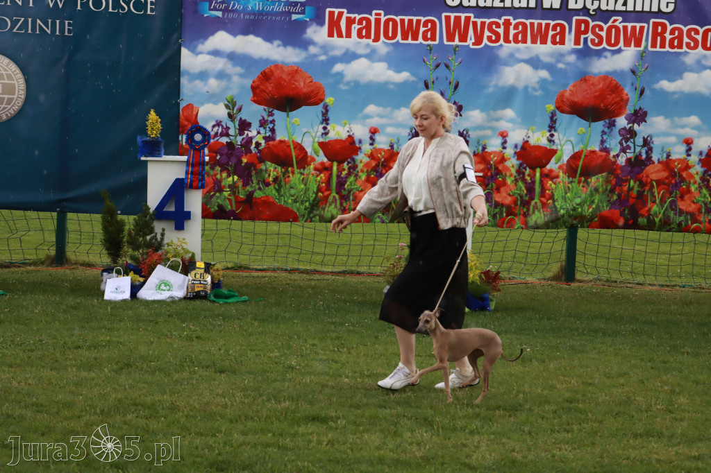 Fotorelacja II: Krajowa Wystawa Psów Rasowych w Gniazdowie Gmina Koziegłowy