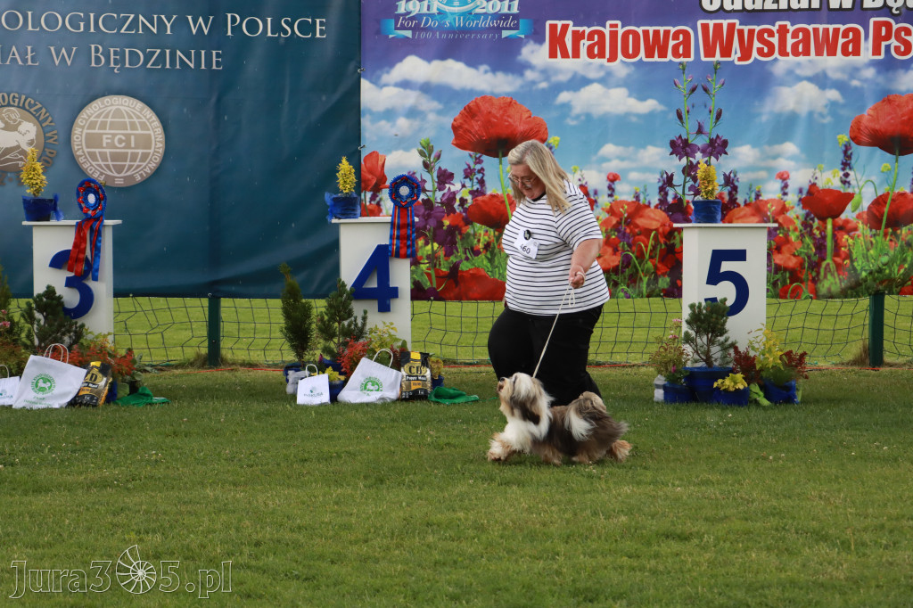 Fotorelacja II: Krajowa Wystawa Psów Rasowych w Gniazdowie Gmina Koziegłowy