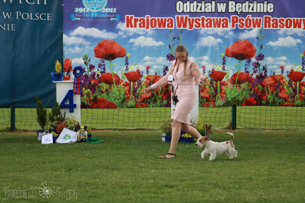 Fotorelacja II: Krajowa Wystawa Psów Rasowych w Gniazdowie Gmina Koziegłowy