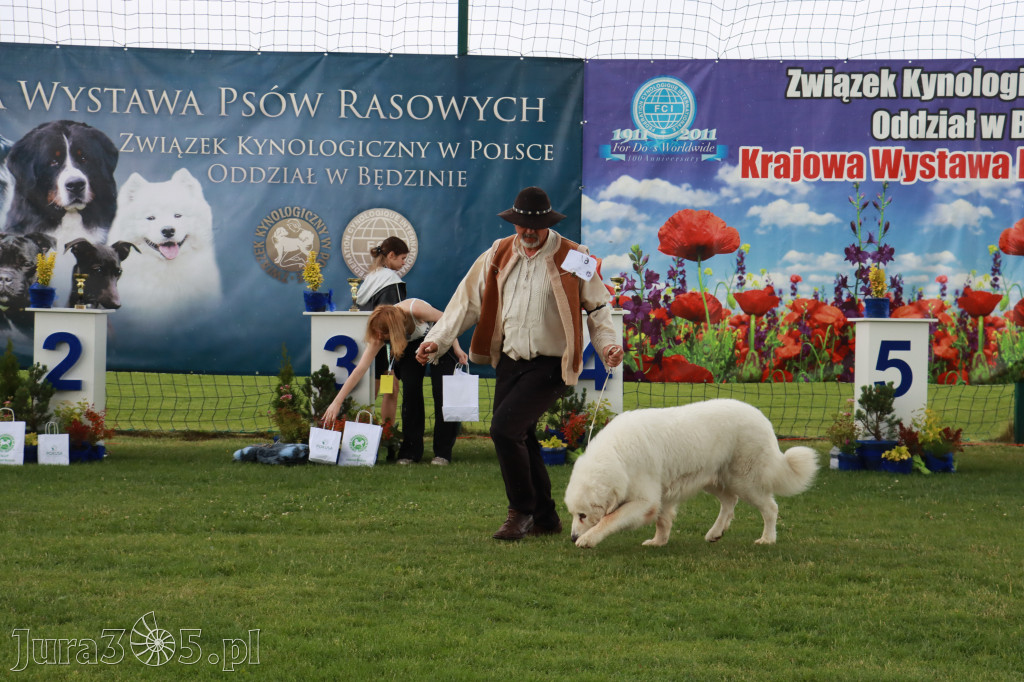 Fotorelacja II: Krajowa Wystawa Psów Rasowych w Gniazdowie Gmina Koziegłowy