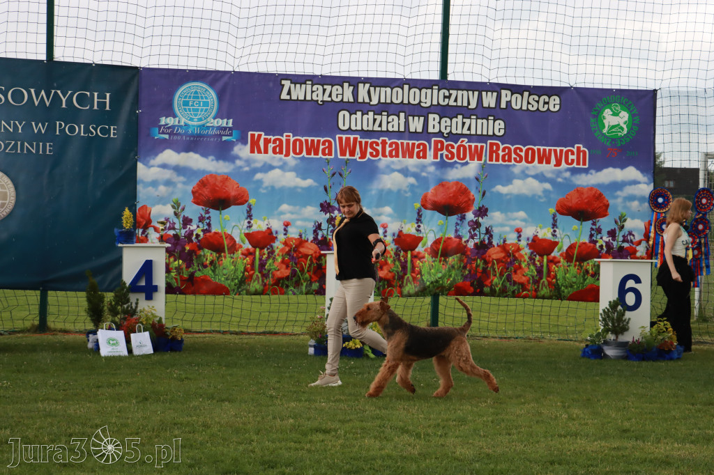 Fotorelacja II: Krajowa Wystawa Psów Rasowych w Gniazdowie Gmina Koziegłowy