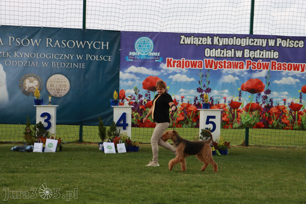 Fotorelacja II: Krajowa Wystawa Psów Rasowych w Gniazdowie Gmina Koziegłowy
