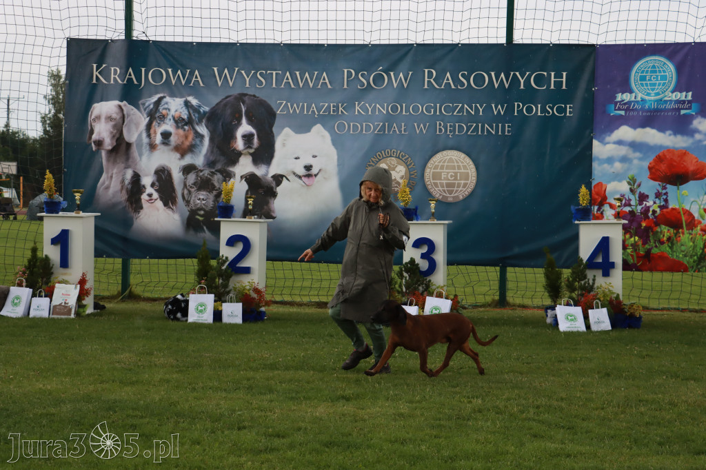 Fotorelacja II: Krajowa Wystawa Psów Rasowych w Gniazdowie Gmina Koziegłowy