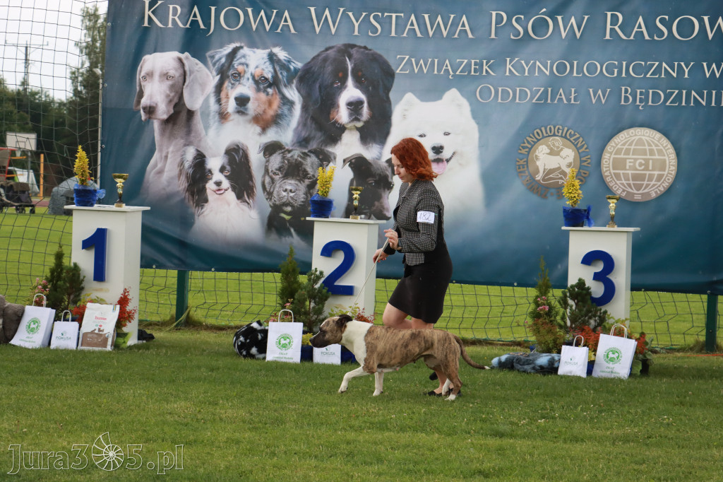 Fotorelacja II: Krajowa Wystawa Psów Rasowych w Gniazdowie Gmina Koziegłowy