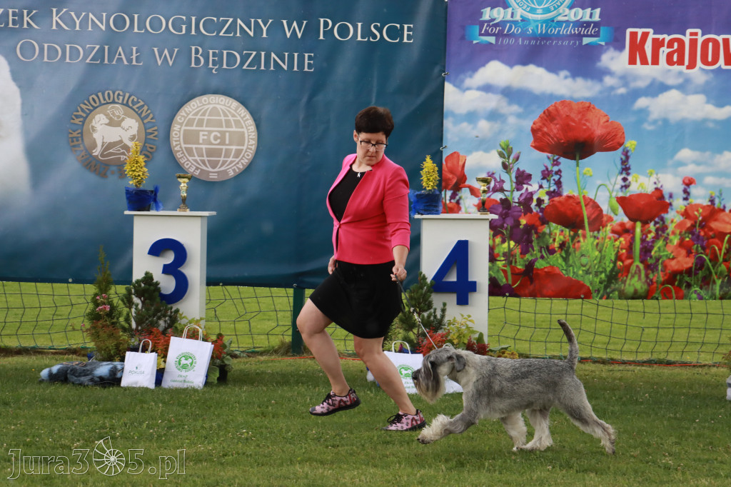 Fotorelacja II: Krajowa Wystawa Psów Rasowych w Gniazdowie Gmina Koziegłowy