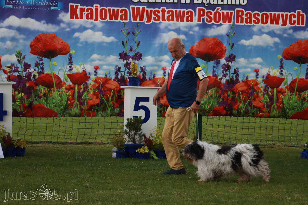 Fotorelacja II: Krajowa Wystawa Psów Rasowych w Gniazdowie Gmina Koziegłowy