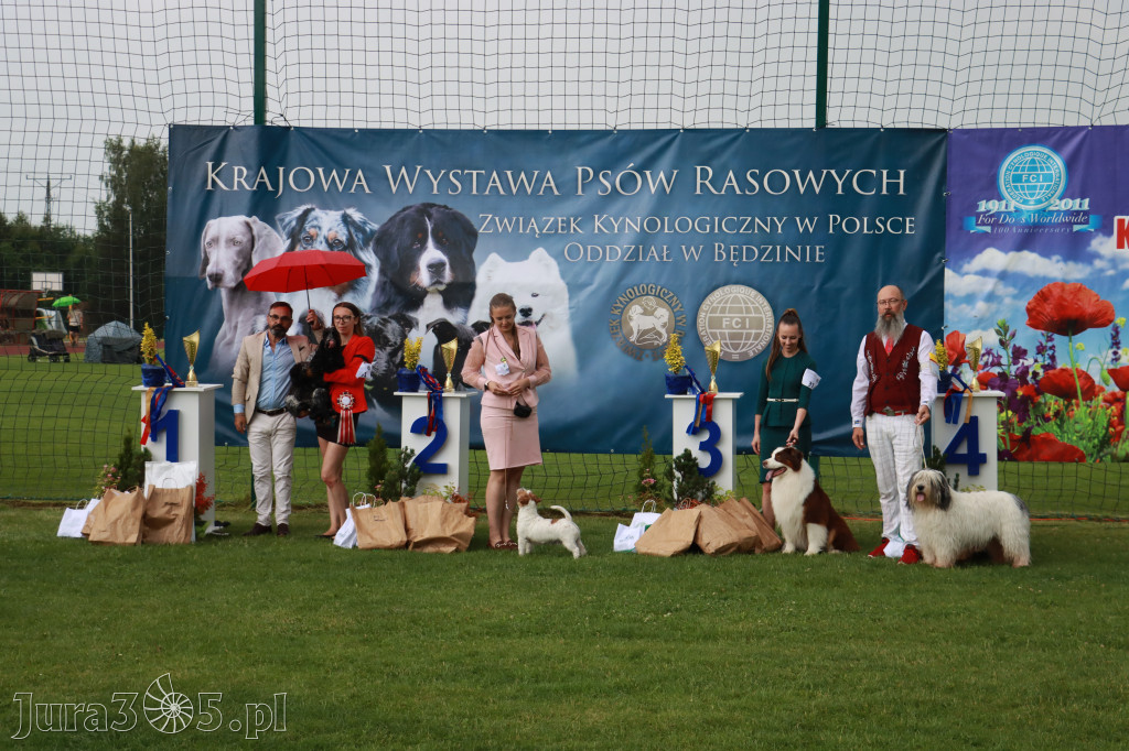 Fotorelacja II: Krajowa Wystawa Psów Rasowych w Gniazdowie Gmina Koziegłowy