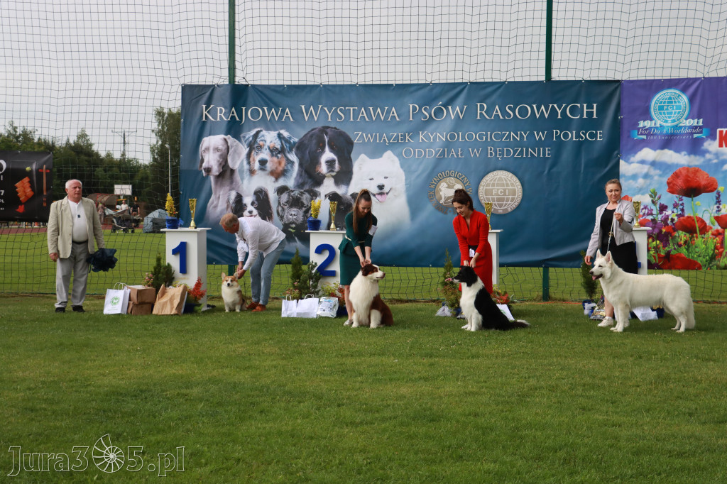 Fotorelacja II: Krajowa Wystawa Psów Rasowych w Gniazdowie Gmina Koziegłowy