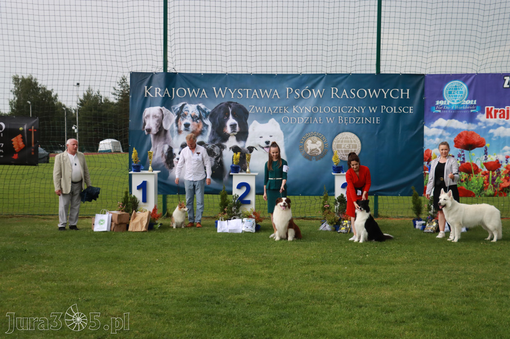 Fotorelacja II: Krajowa Wystawa Psów Rasowych w Gniazdowie Gmina Koziegłowy
