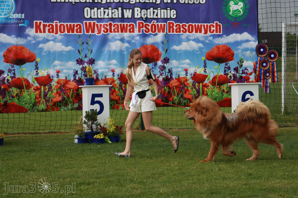 Fotorelacja II: Krajowa Wystawa Psów Rasowych w Gniazdowie Gmina Koziegłowy