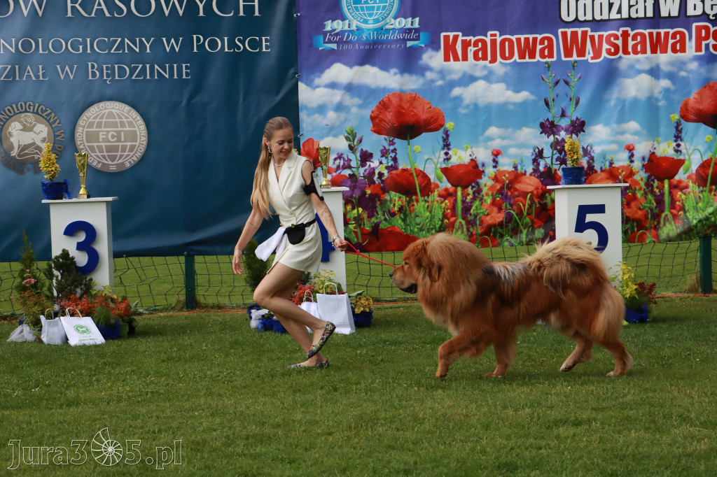 Fotorelacja II: Krajowa Wystawa Psów Rasowych w Gniazdowie Gmina Koziegłowy