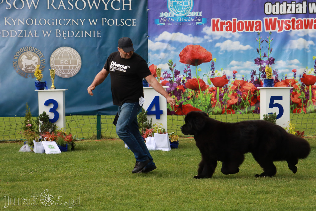 Fotorelacja II: Krajowa Wystawa Psów Rasowych w Gniazdowie Gmina Koziegłowy