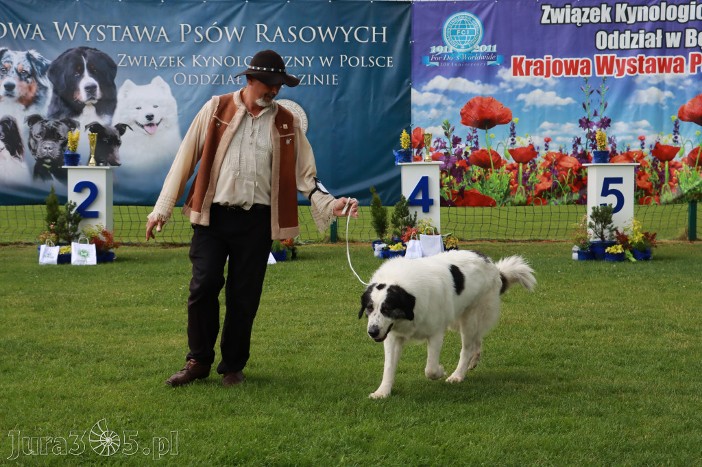 Fotorelacja II: Krajowa Wystawa Psów Rasowych w Gniazdowie Gmina Koziegłowy