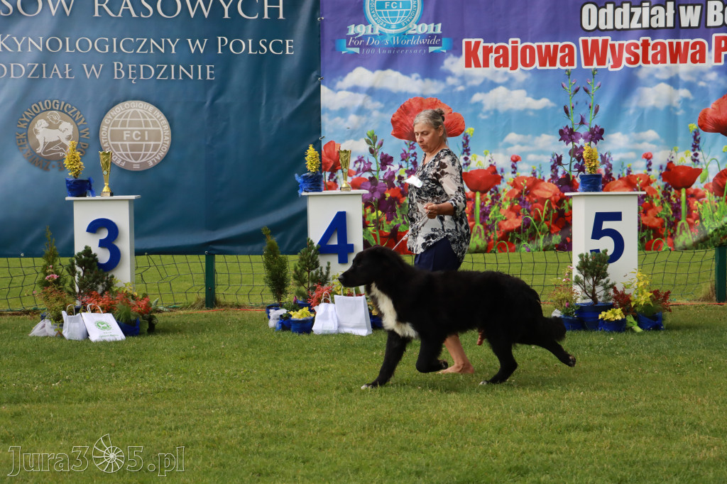Fotorelacja II: Krajowa Wystawa Psów Rasowych w Gniazdowie Gmina Koziegłowy