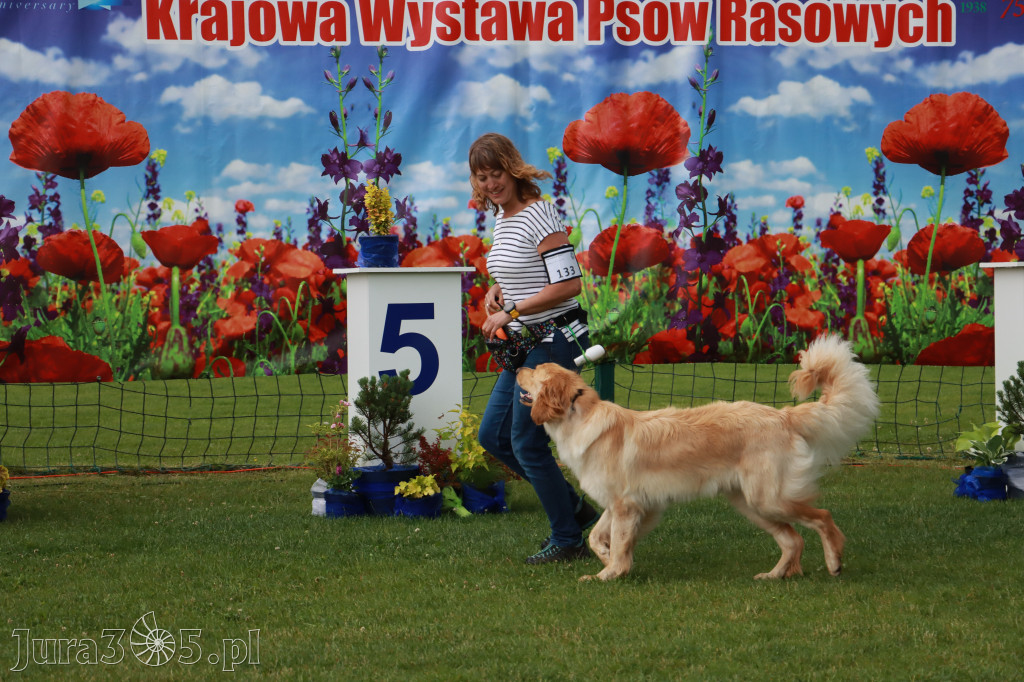Fotorelacja II: Krajowa Wystawa Psów Rasowych w Gniazdowie Gmina Koziegłowy