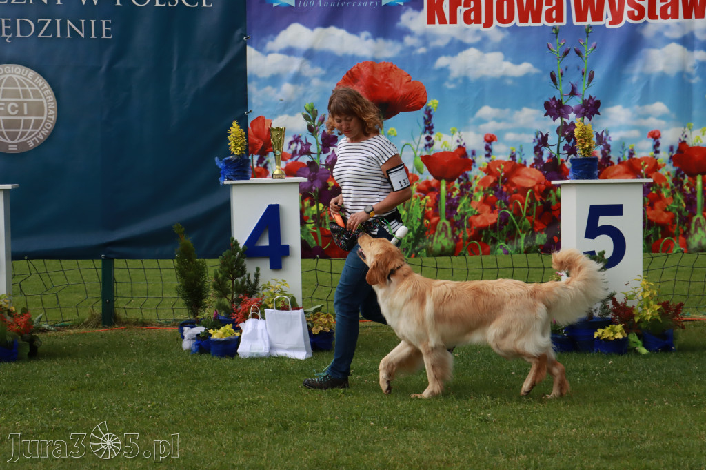 Fotorelacja II: Krajowa Wystawa Psów Rasowych w Gniazdowie Gmina Koziegłowy