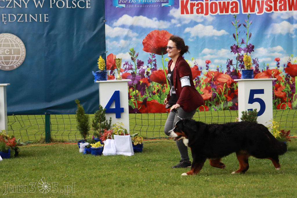 Fotorelacja II: Krajowa Wystawa Psów Rasowych w Gniazdowie Gmina Koziegłowy
