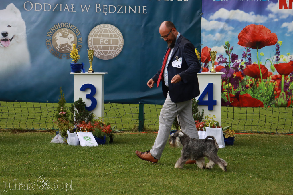 Fotorelacja II: Krajowa Wystawa Psów Rasowych w Gniazdowie Gmina Koziegłowy