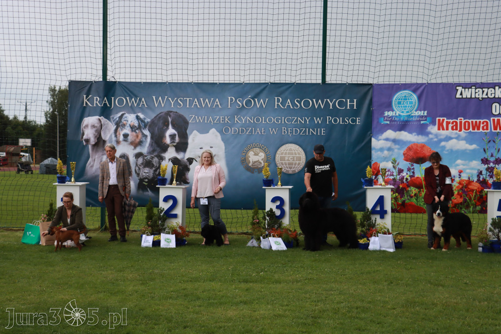 Fotorelacja II: Krajowa Wystawa Psów Rasowych w Gniazdowie Gmina Koziegłowy