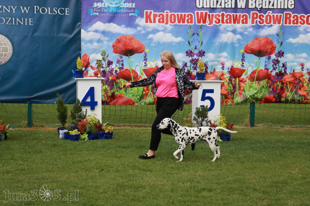 Fotorelacja II: Krajowa Wystawa Psów Rasowych w Gniazdowie Gmina Koziegłowy