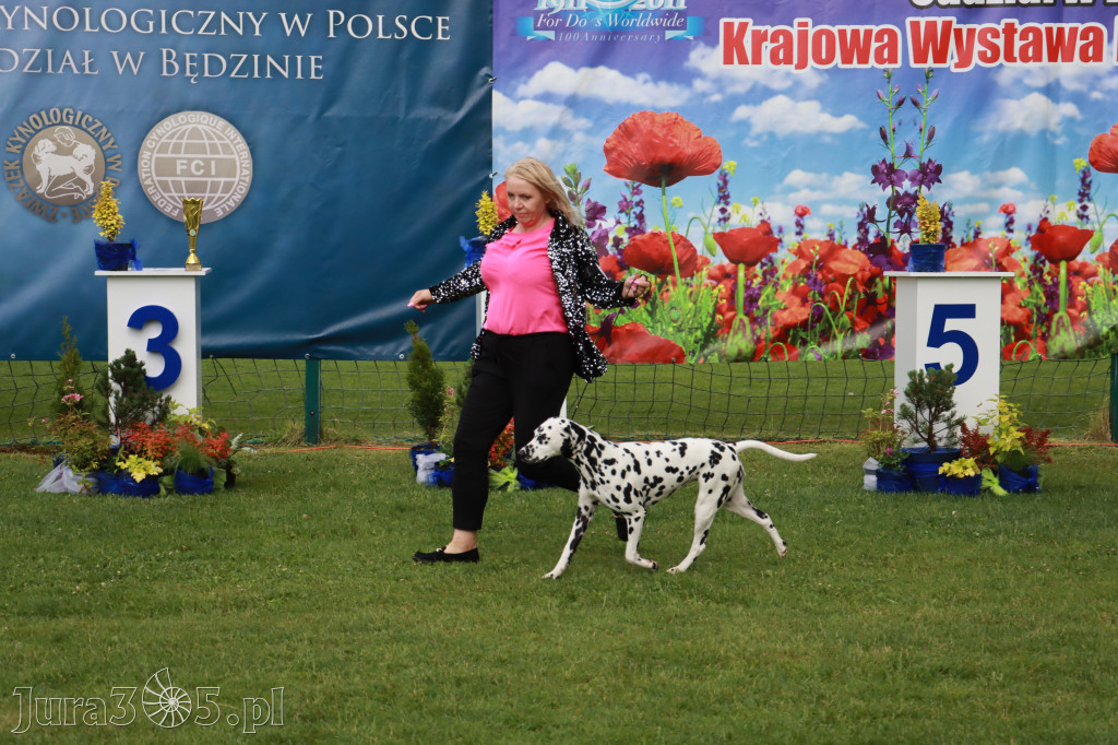 Fotorelacja II: Krajowa Wystawa Psów Rasowych w Gniazdowie Gmina Koziegłowy