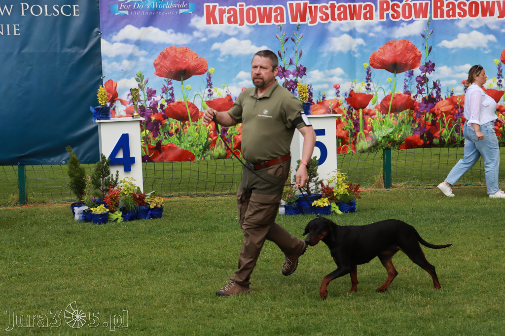 Fotorelacja II: Krajowa Wystawa Psów Rasowych w Gniazdowie Gmina Koziegłowy