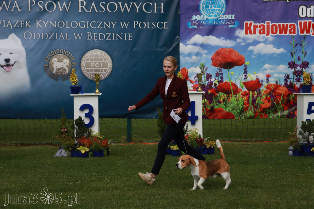 Fotorelacja II: Krajowa Wystawa Psów Rasowych w Gniazdowie Gmina Koziegłowy