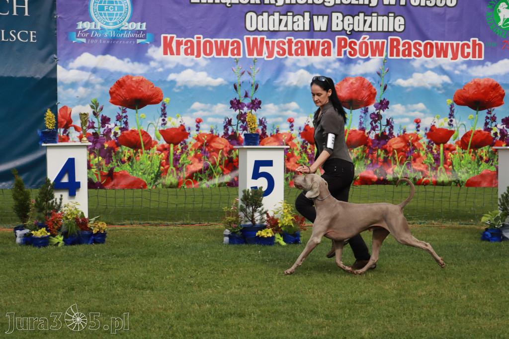 Fotorelacja II: Krajowa Wystawa Psów Rasowych w Gniazdowie Gmina Koziegłowy