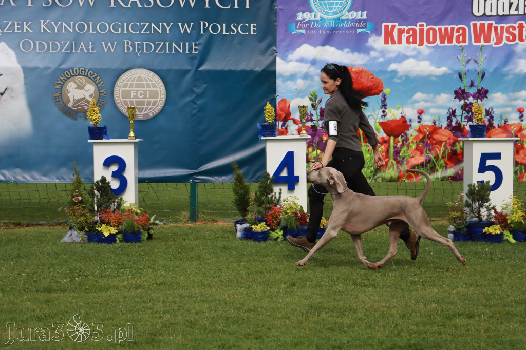 Fotorelacja II: Krajowa Wystawa Psów Rasowych w Gniazdowie Gmina Koziegłowy