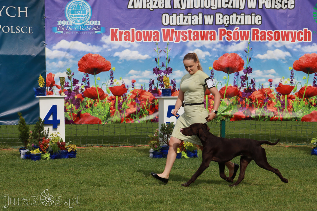 Fotorelacja II: Krajowa Wystawa Psów Rasowych w Gniazdowie Gmina Koziegłowy