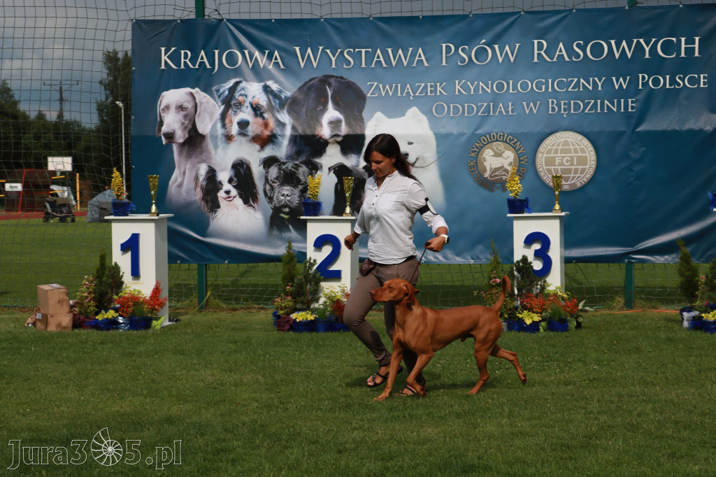 Fotorelacja II: Krajowa Wystawa Psów Rasowych w Gniazdowie Gmina Koziegłowy