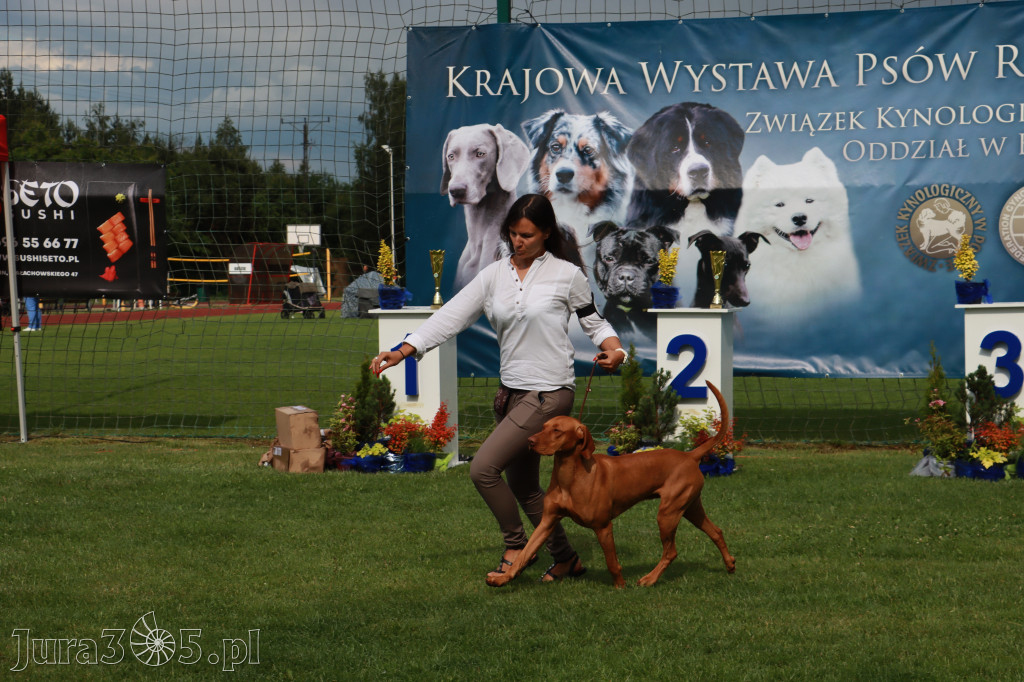 Fotorelacja II: Krajowa Wystawa Psów Rasowych w Gniazdowie Gmina Koziegłowy