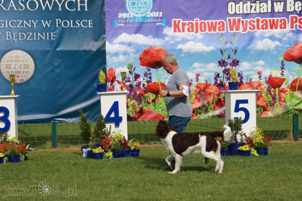 Fotorelacja II: Krajowa Wystawa Psów Rasowych w Gniazdowie Gmina Koziegłowy