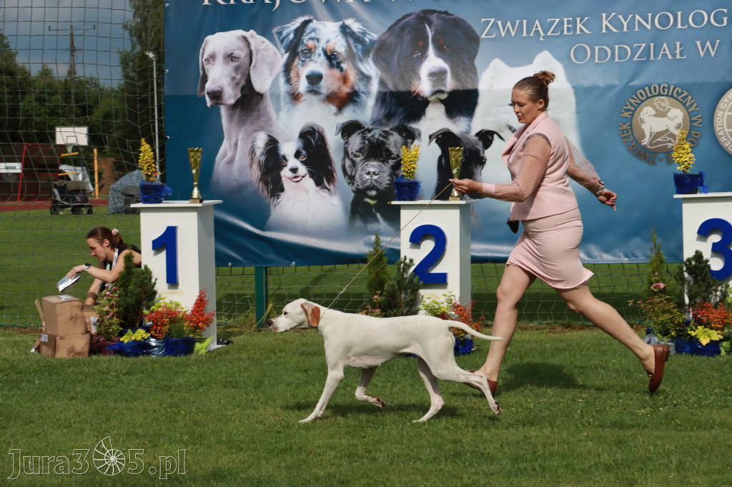 Fotorelacja II: Krajowa Wystawa Psów Rasowych w Gniazdowie Gmina Koziegłowy
