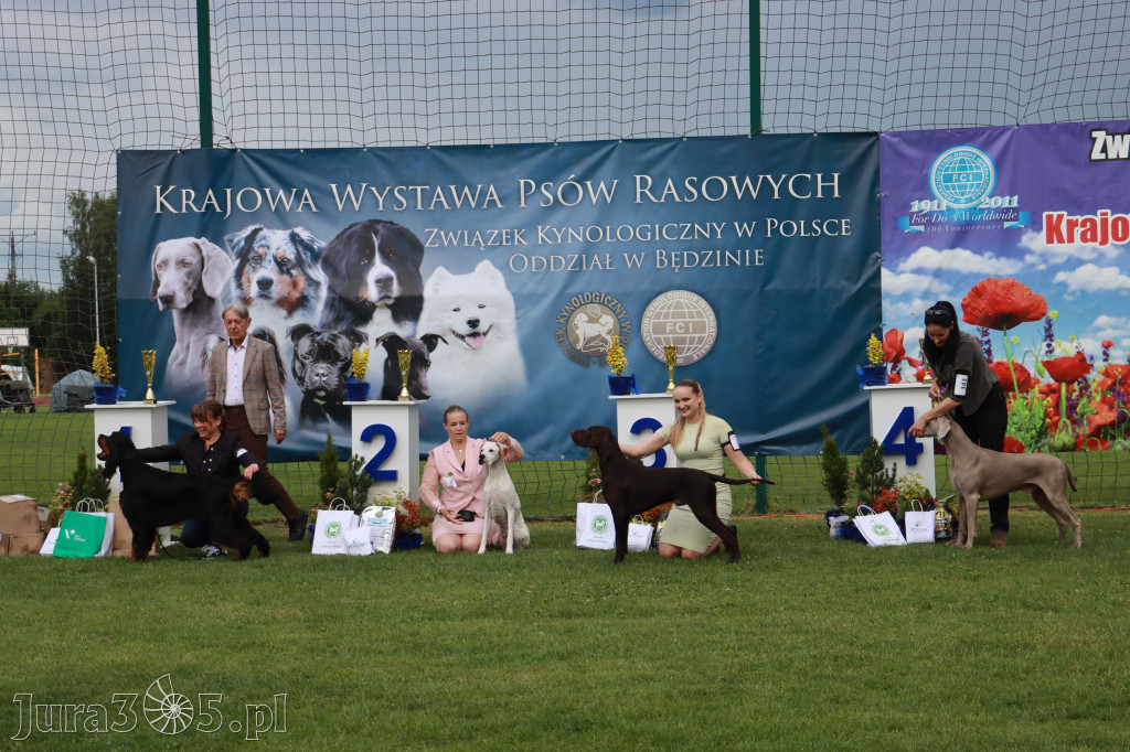 Fotorelacja II: Krajowa Wystawa Psów Rasowych w Gniazdowie Gmina Koziegłowy