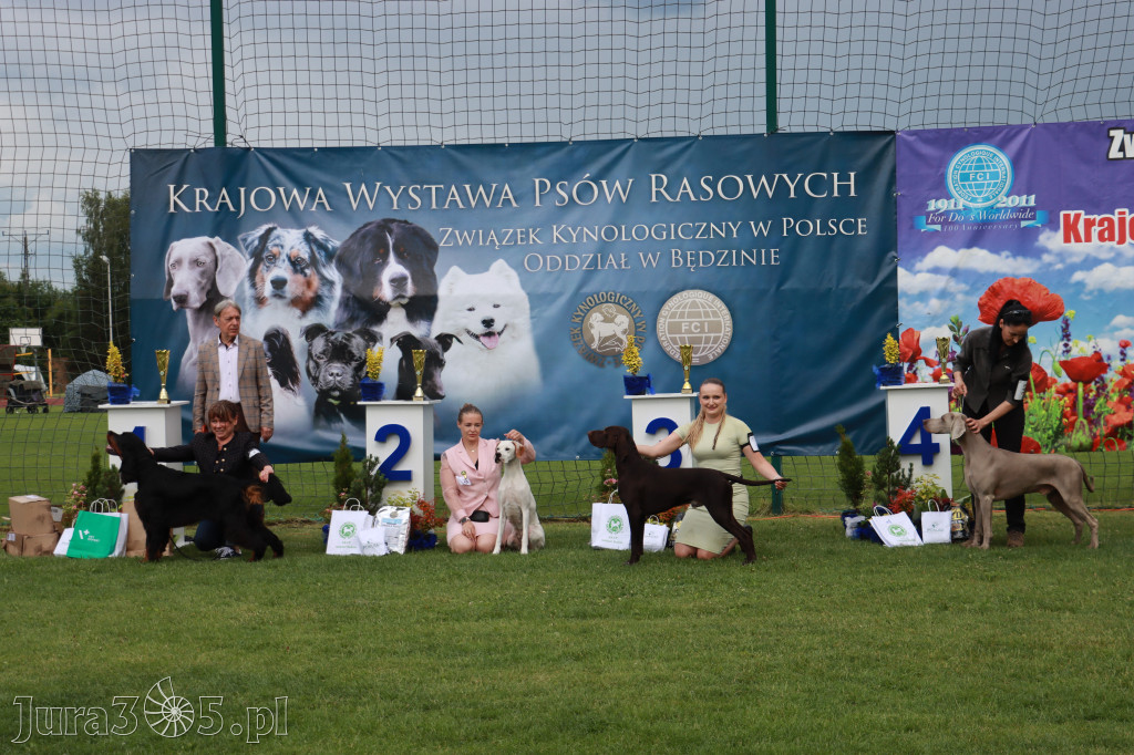 Fotorelacja II: Krajowa Wystawa Psów Rasowych w Gniazdowie Gmina Koziegłowy