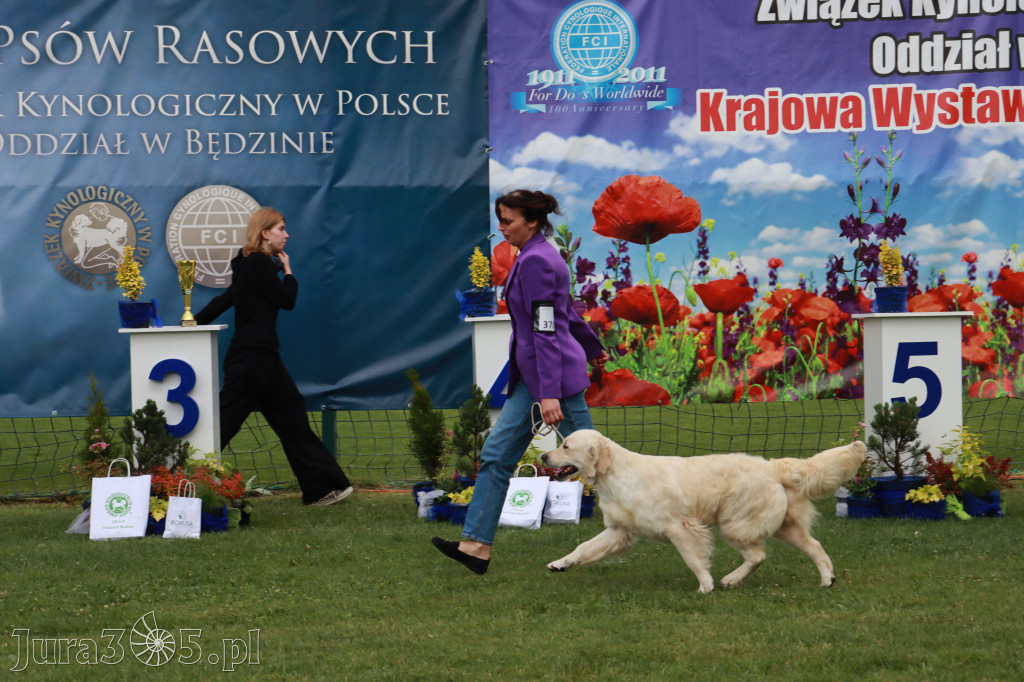 Fotorelacja II: Krajowa Wystawa Psów Rasowych w Gniazdowie Gmina Koziegłowy