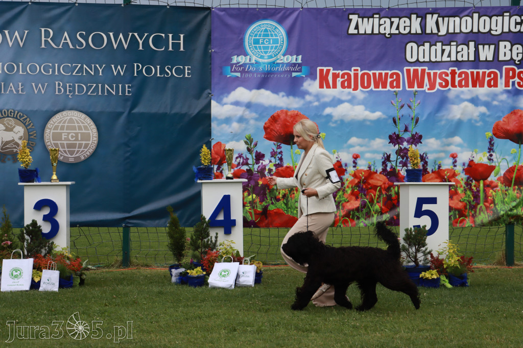 Fotorelacja II: Krajowa Wystawa Psów Rasowych w Gniazdowie Gmina Koziegłowy