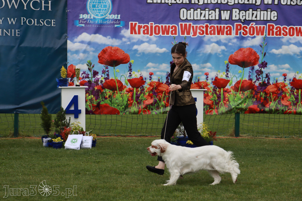 Fotorelacja II: Krajowa Wystawa Psów Rasowych w Gniazdowie Gmina Koziegłowy