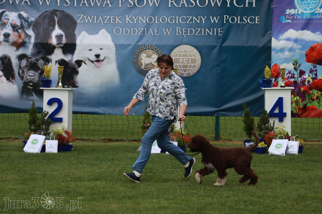 Fotorelacja II: Krajowa Wystawa Psów Rasowych w Gniazdowie Gmina Koziegłowy