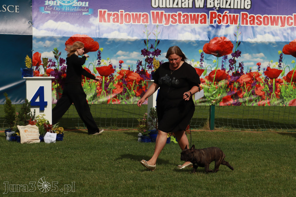 Fotorelacja II: Krajowa Wystawa Psów Rasowych w Gniazdowie Gmina Koziegłowy