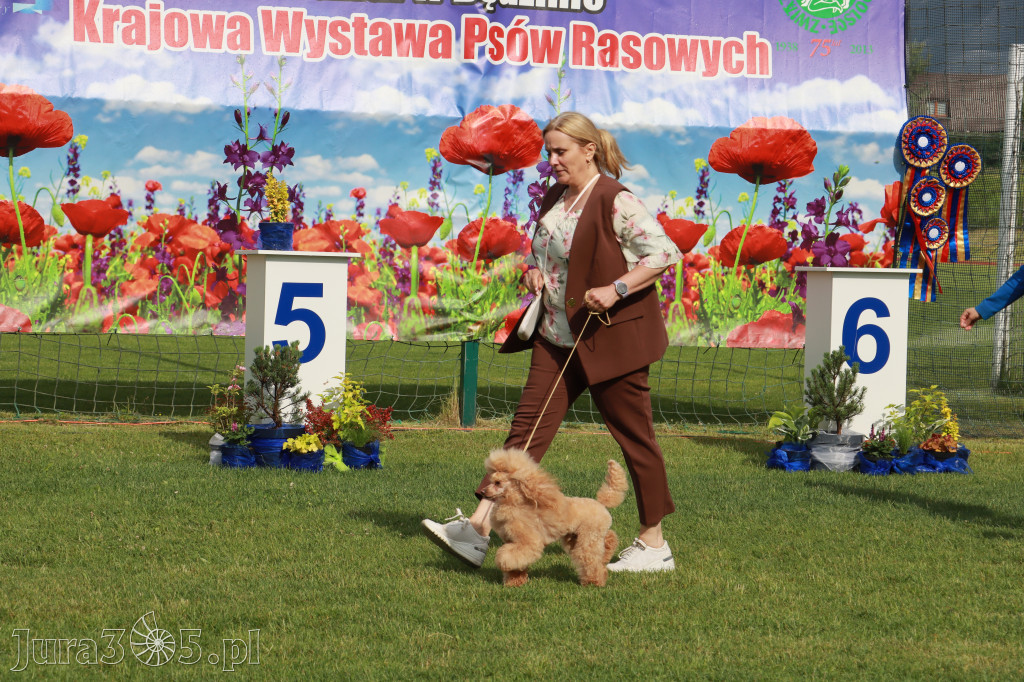 Fotorelacja II: Krajowa Wystawa Psów Rasowych w Gniazdowie Gmina Koziegłowy