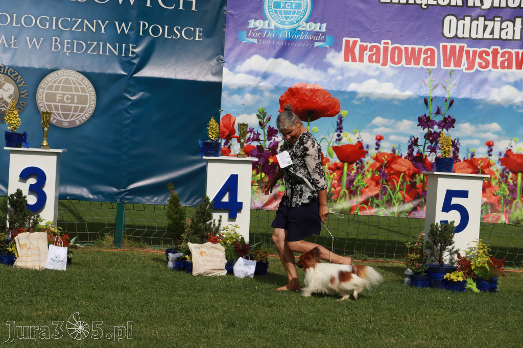 Fotorelacja II: Krajowa Wystawa Psów Rasowych w Gniazdowie Gmina Koziegłowy