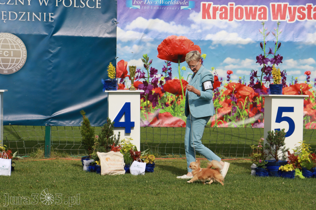 Fotorelacja II: Krajowa Wystawa Psów Rasowych w Gniazdowie Gmina Koziegłowy