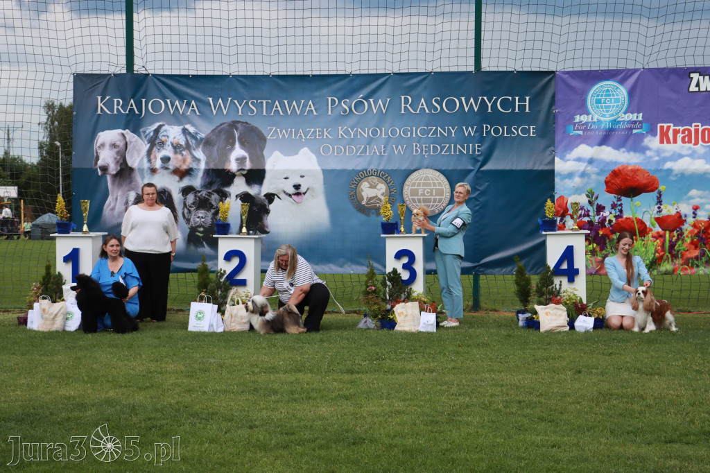 Fotorelacja II: Krajowa Wystawa Psów Rasowych w Gniazdowie Gmina Koziegłowy
