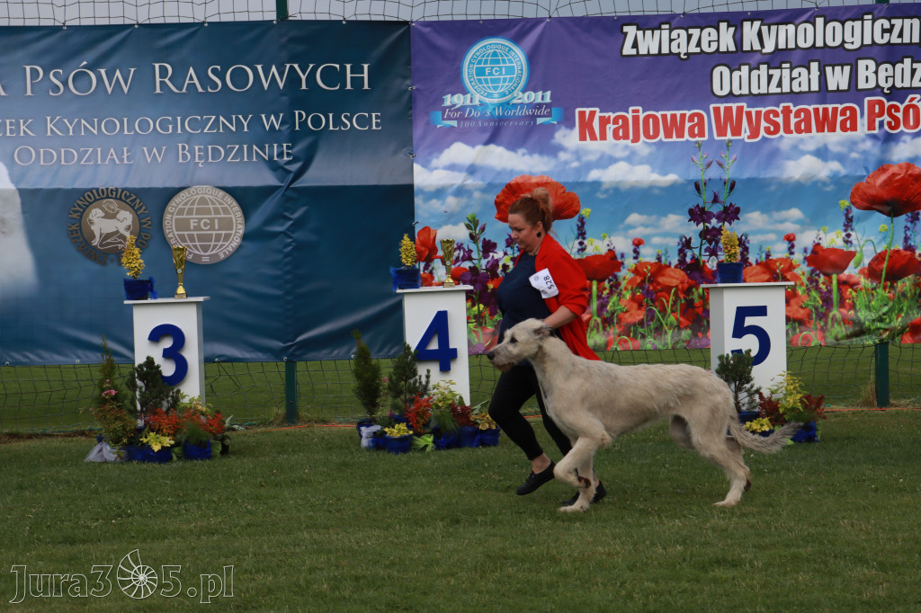 Fotorelacja II: Krajowa Wystawa Psów Rasowych w Gniazdowie Gmina Koziegłowy