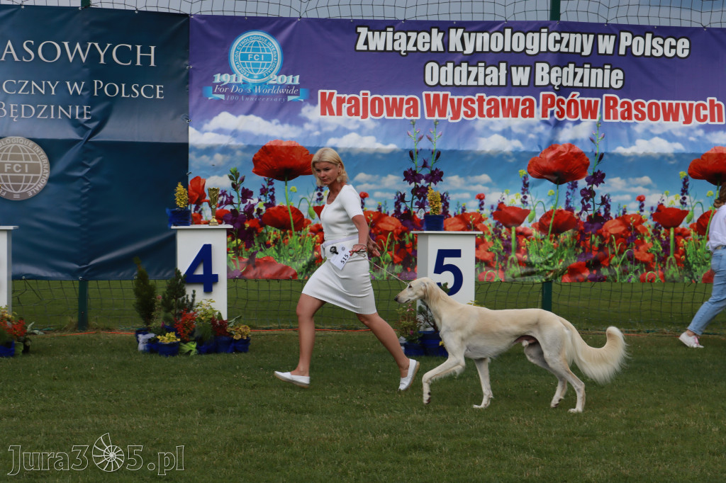 Fotorelacja II: Krajowa Wystawa Psów Rasowych w Gniazdowie Gmina Koziegłowy